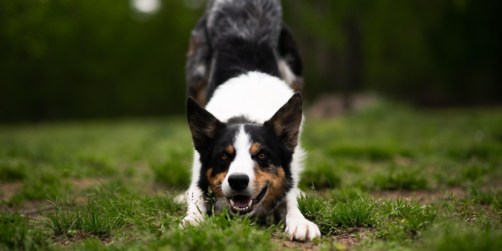 Border collie