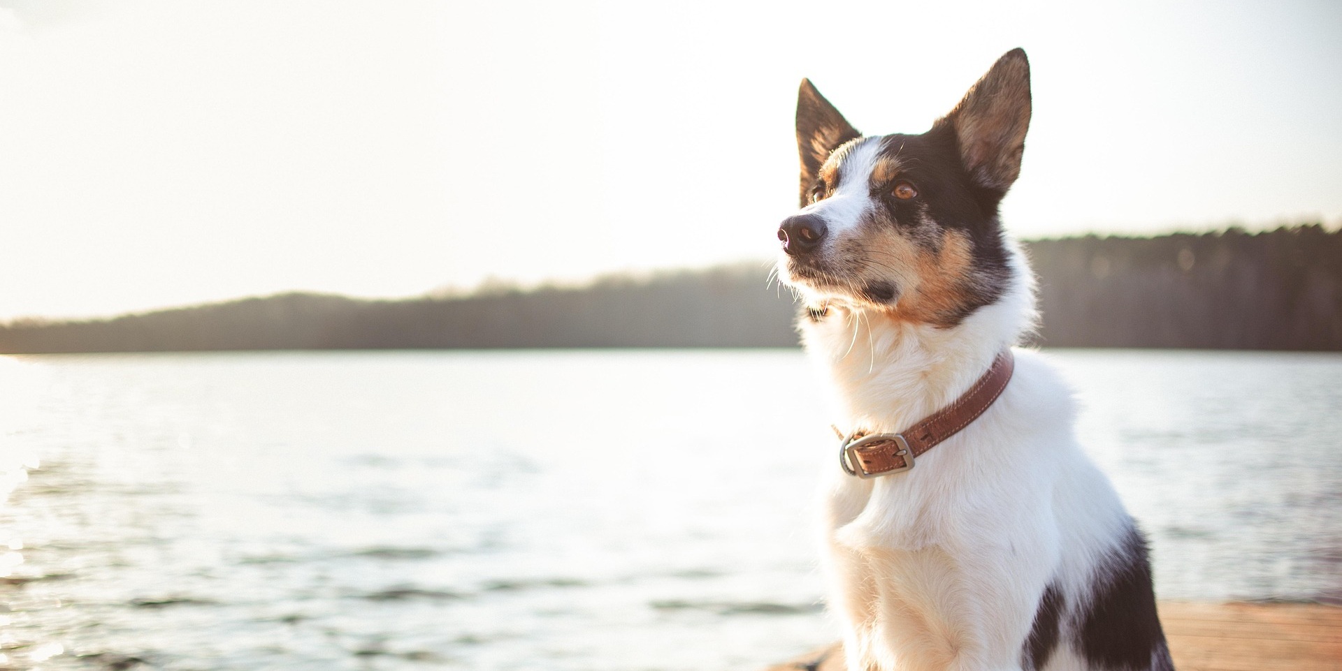 Bordercollie aan het water