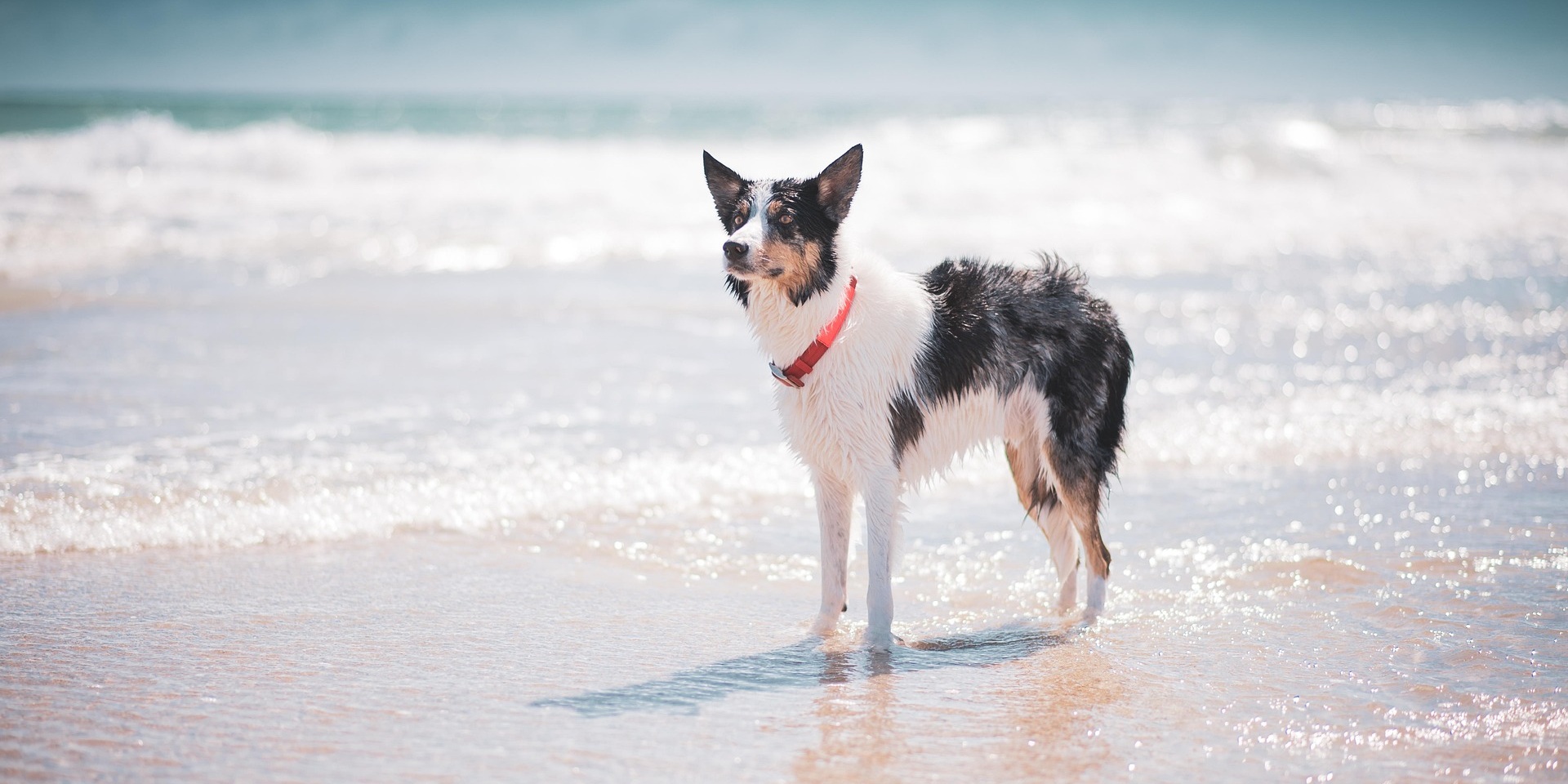 Bordercollie op het strand