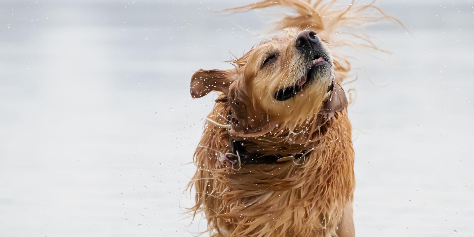 Golden retriever uitschudden water