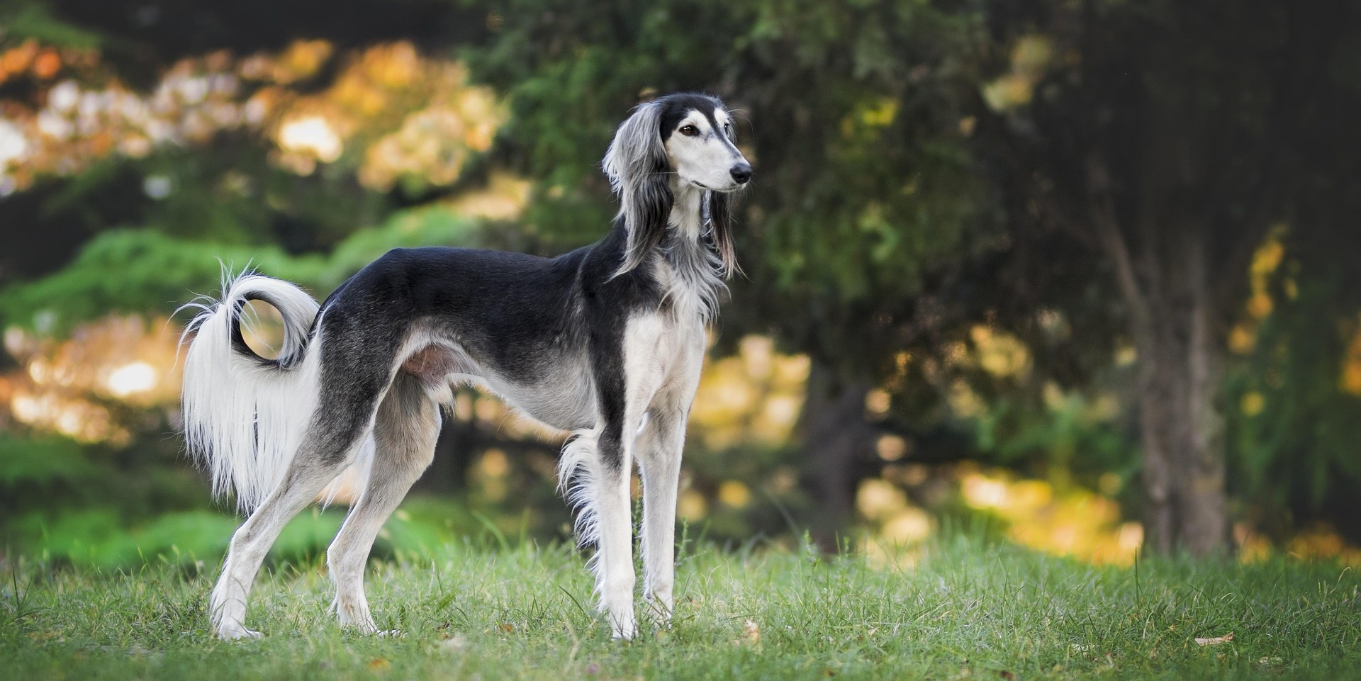 Greyhound
