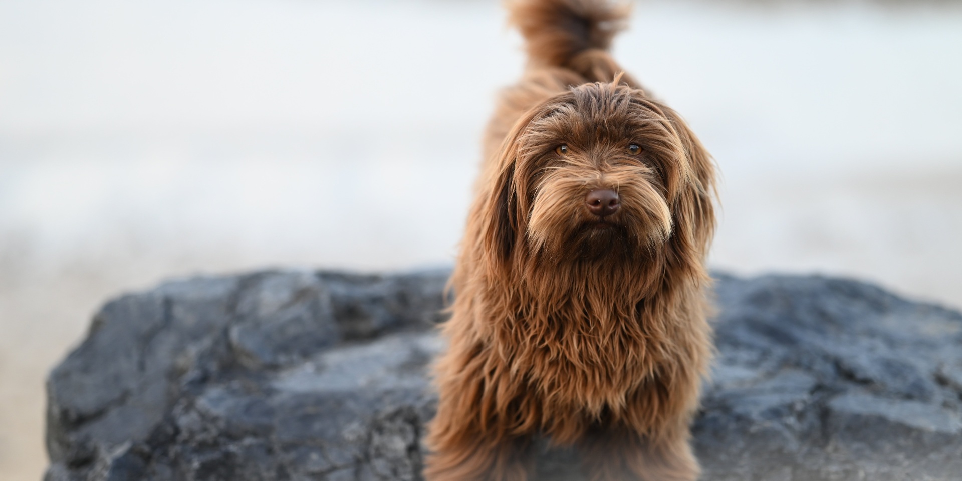 Havanezer hond