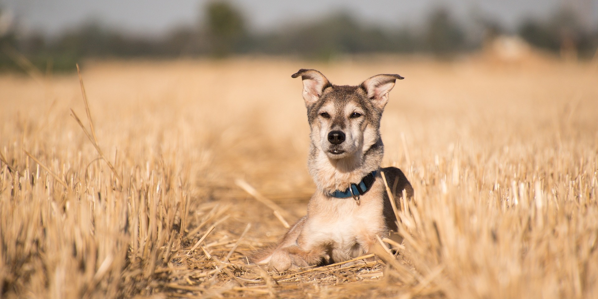 Hond in graanveld