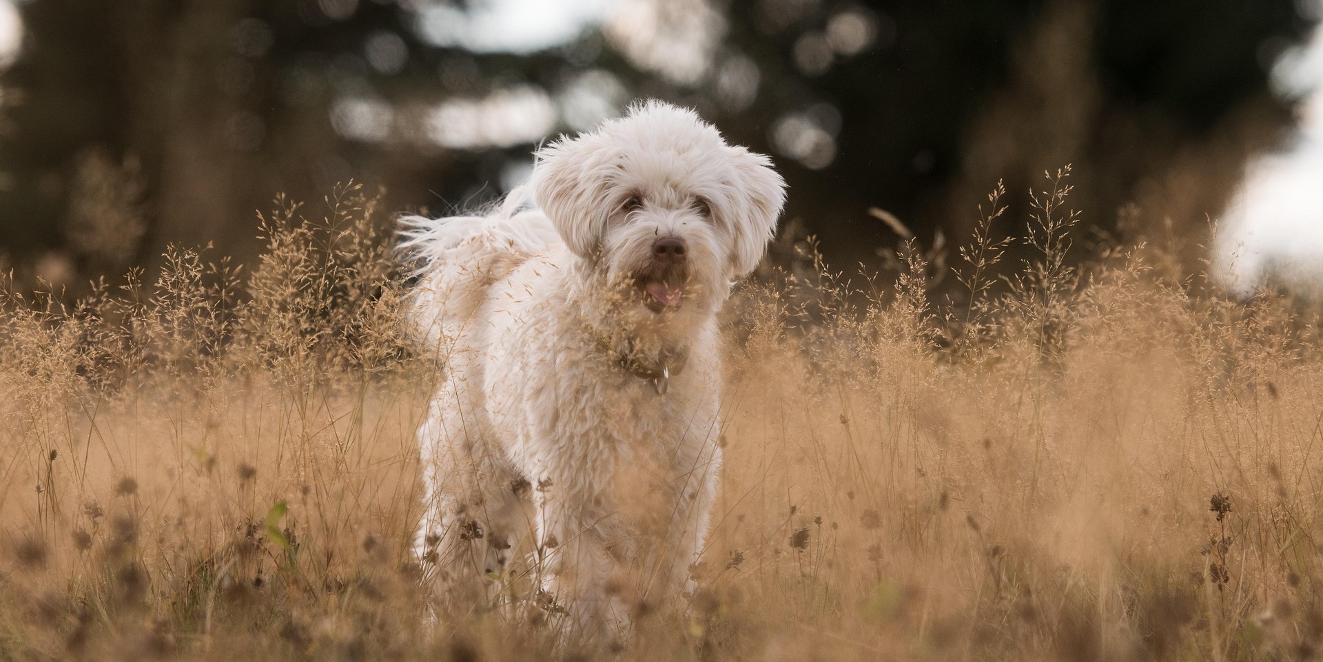 Hond in open veld