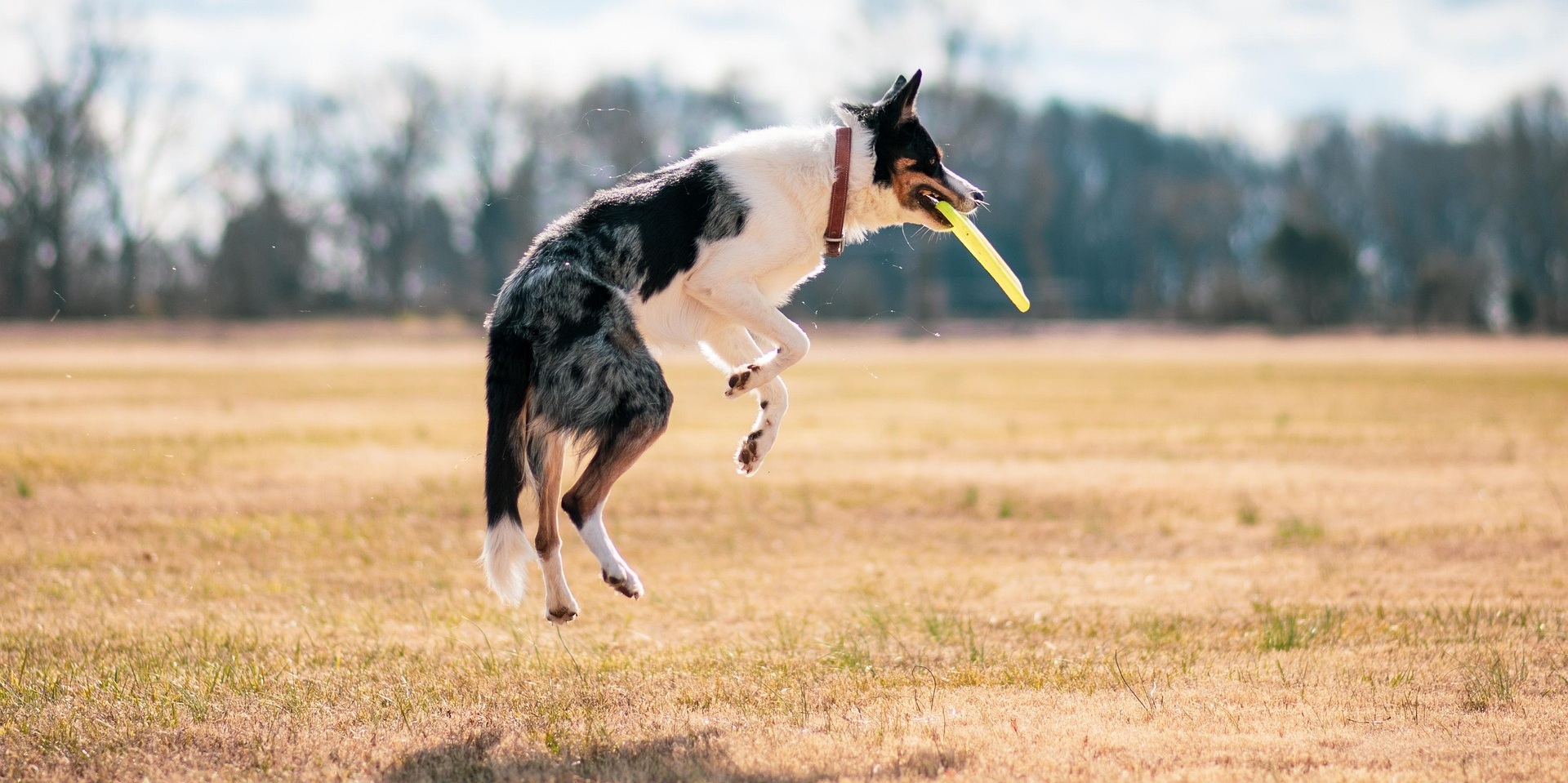 Hond met frisbee