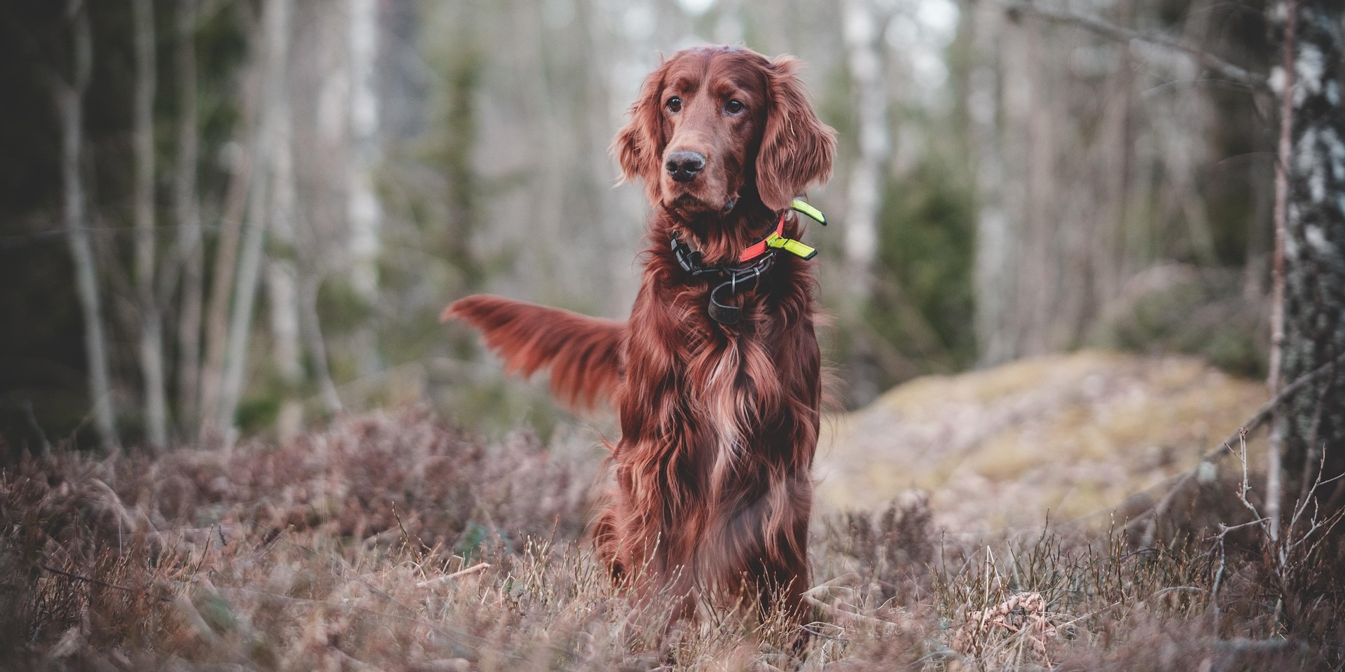 Ierse setter