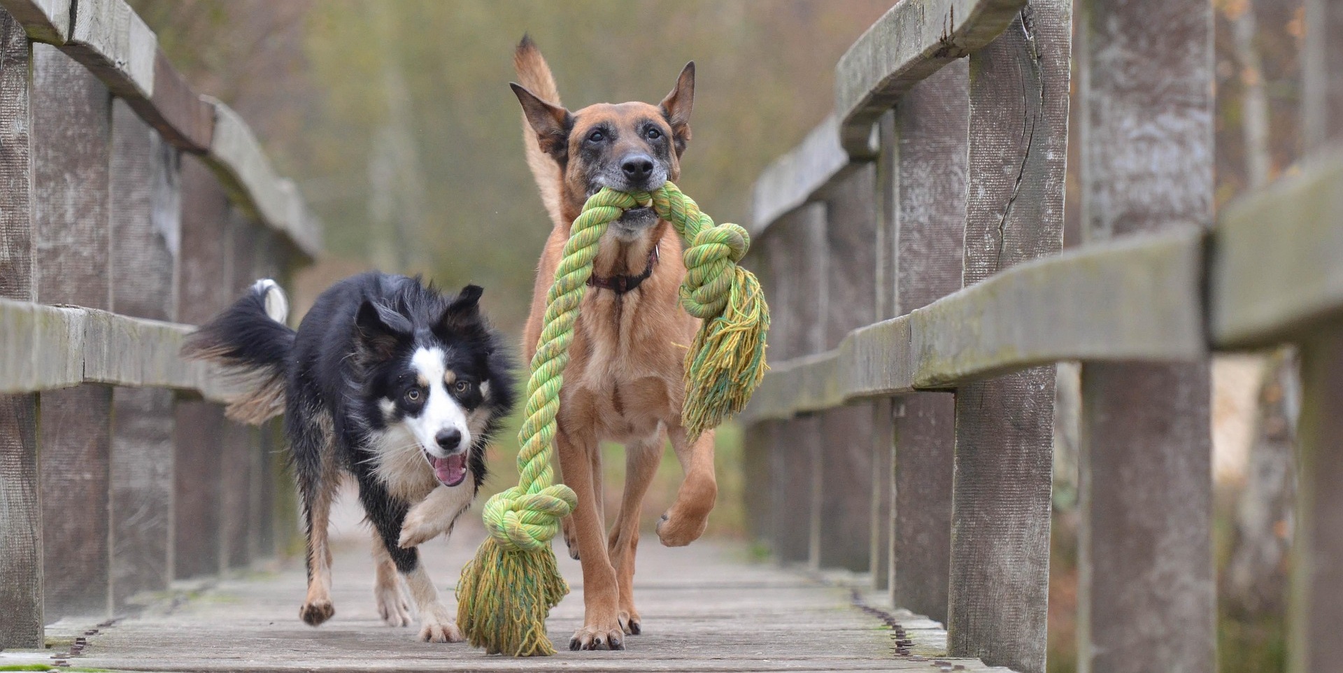 Mechelse herder en border collie spelen