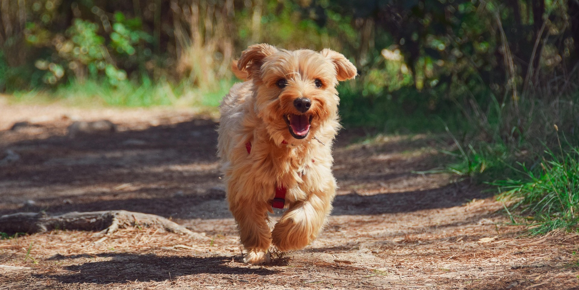 Yorkie puppy