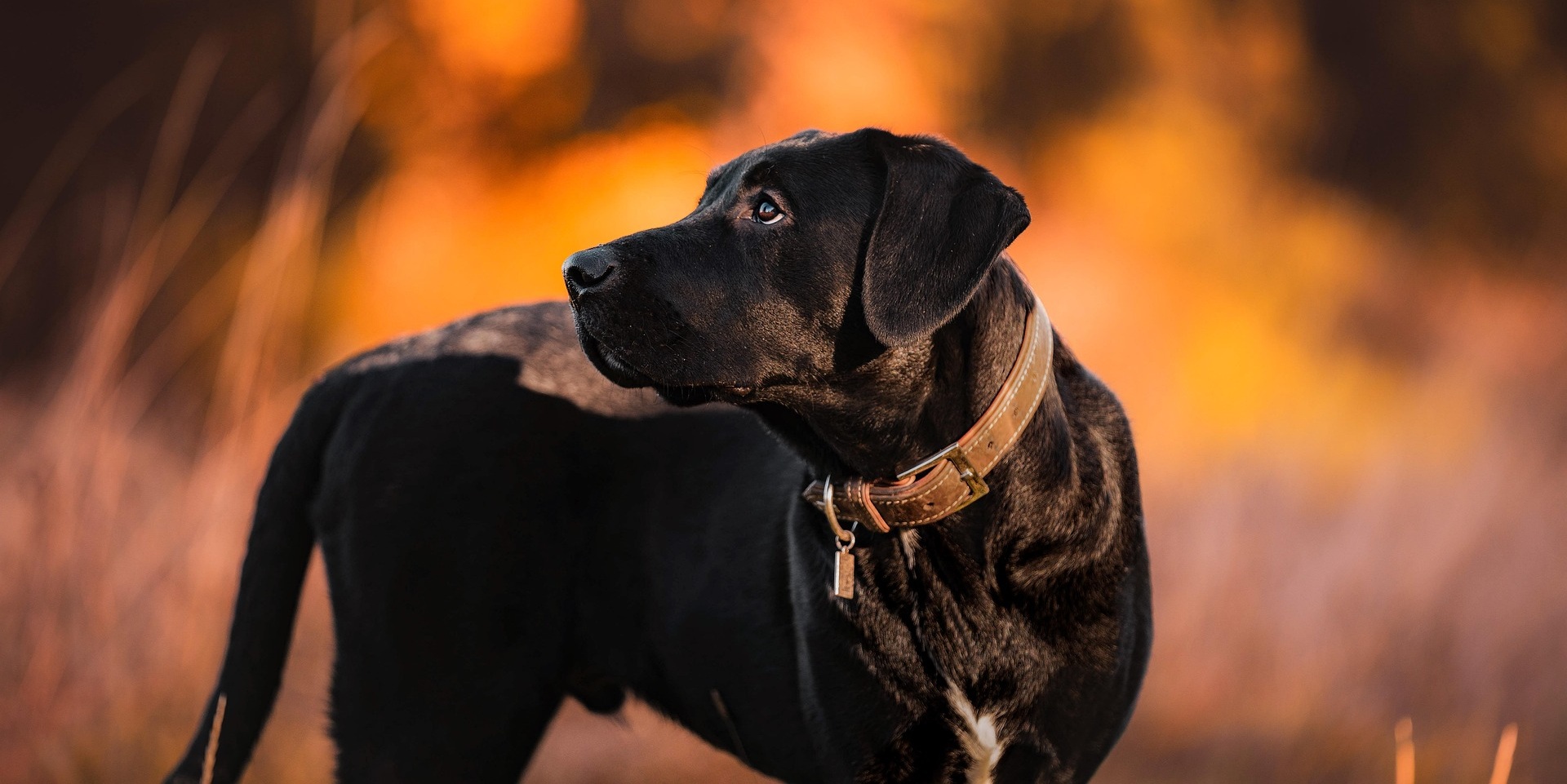 Zwarte hond avondlicht