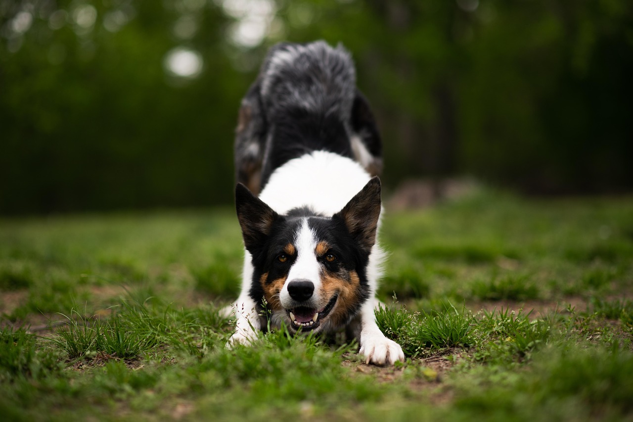 Border collie