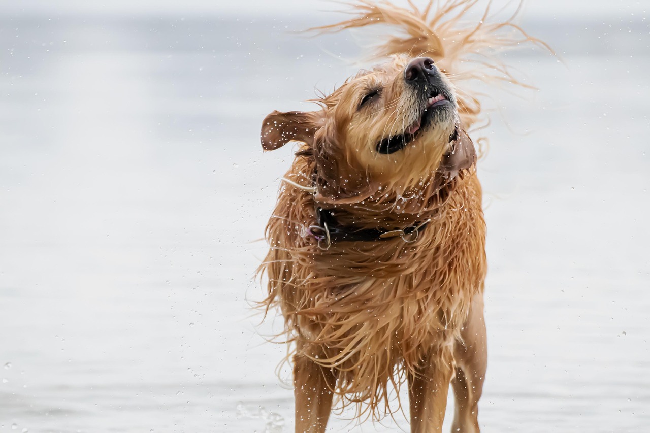 Golden retriever uitschudden water