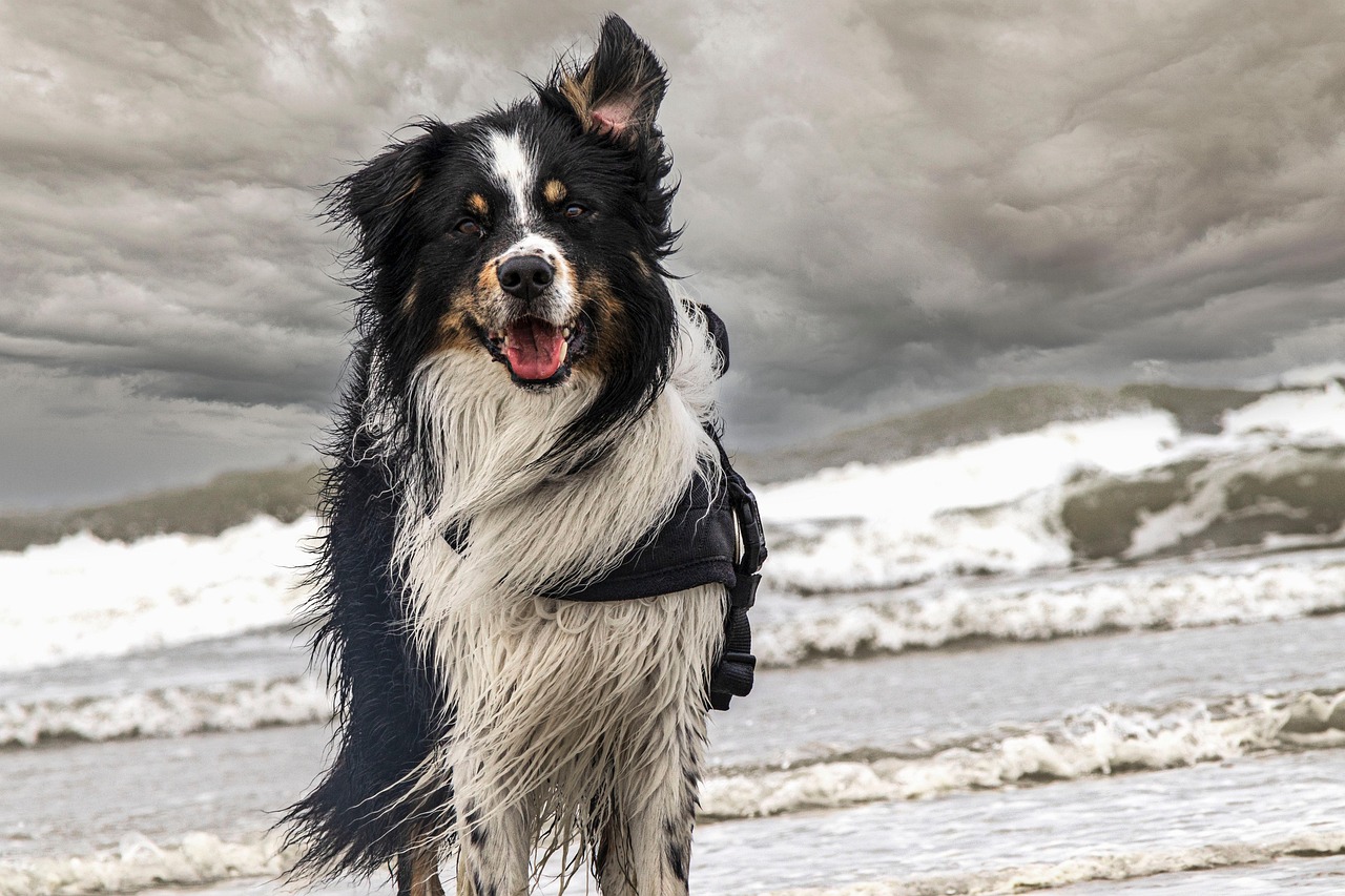Hond op het strand