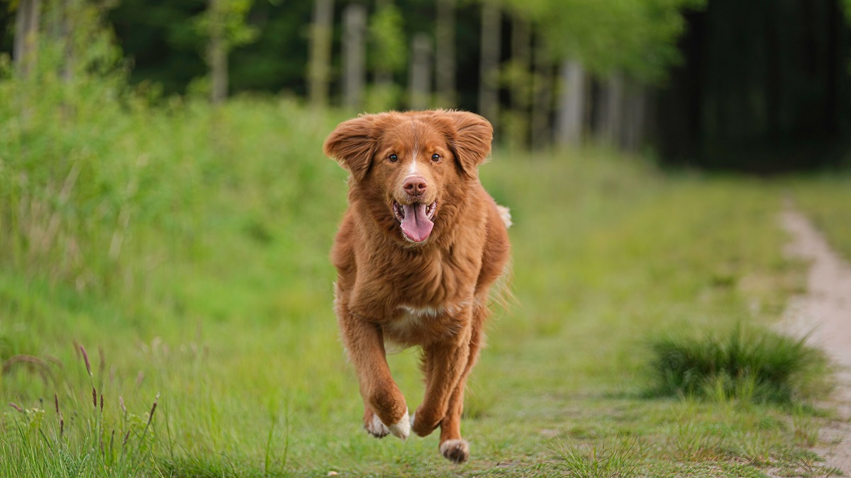 Hond rennend over zandpad